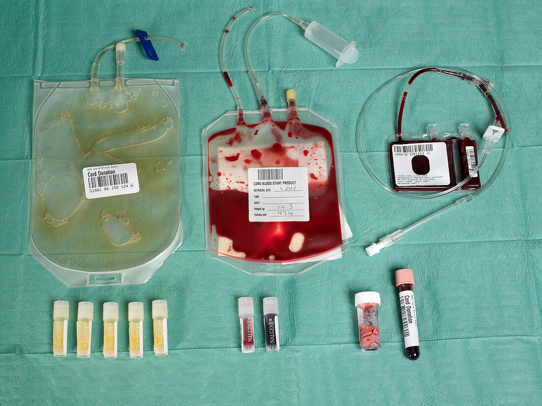 Cord blood for stem cell harvesting