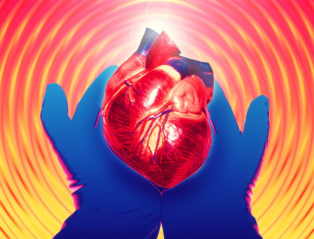 Heart donation abstract: gloved hands hold heart