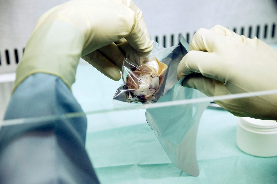 Storing a dissected aortic valve