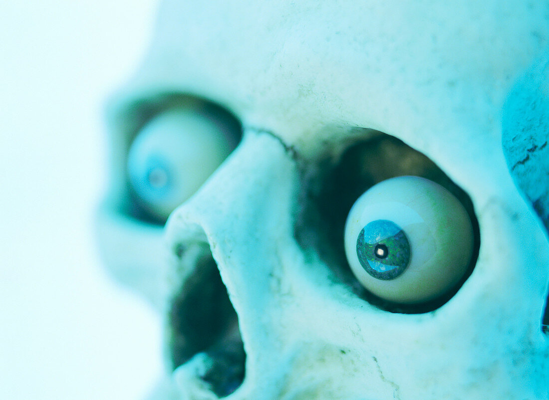 Artificial eyes in skull