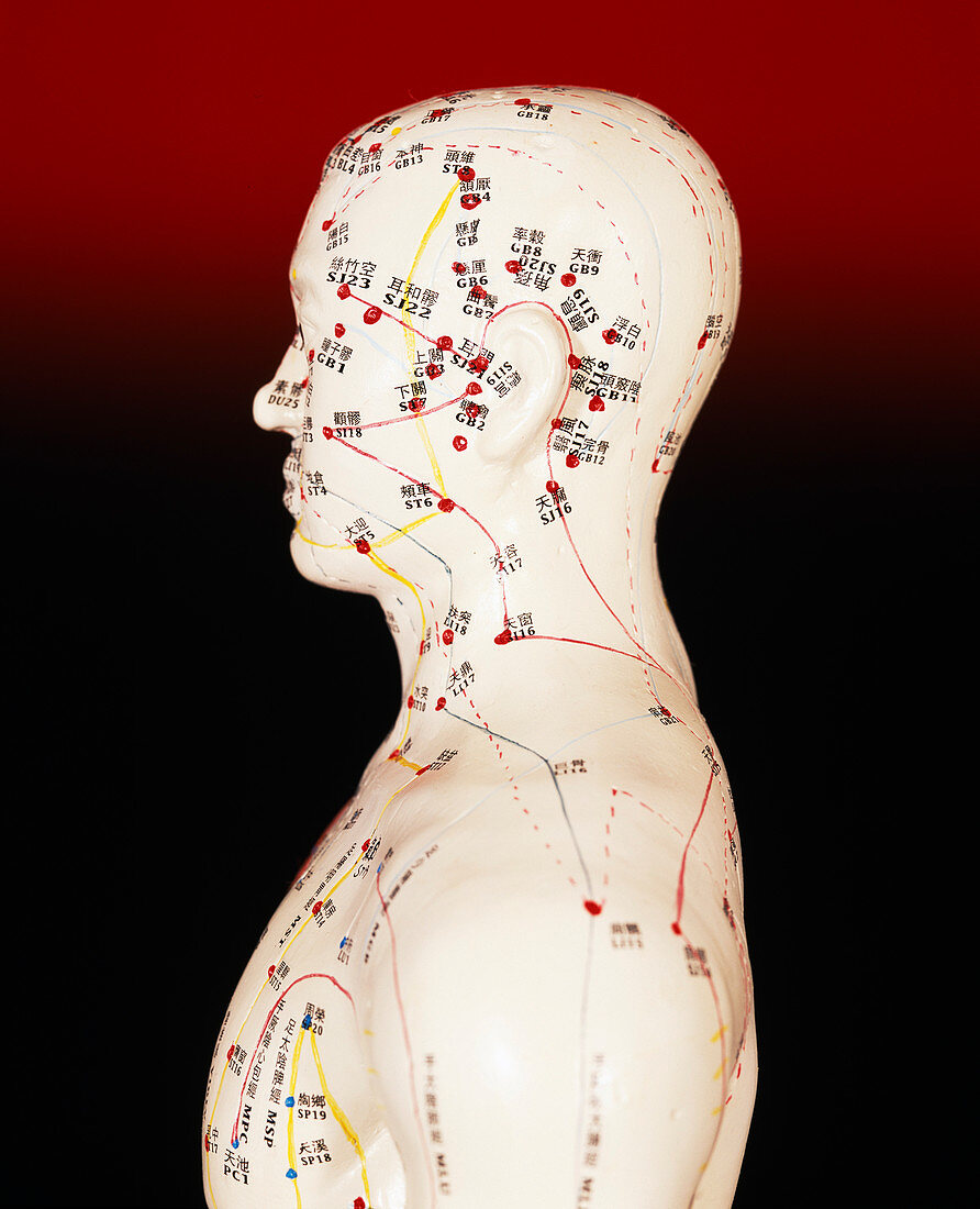 Acupuncture model