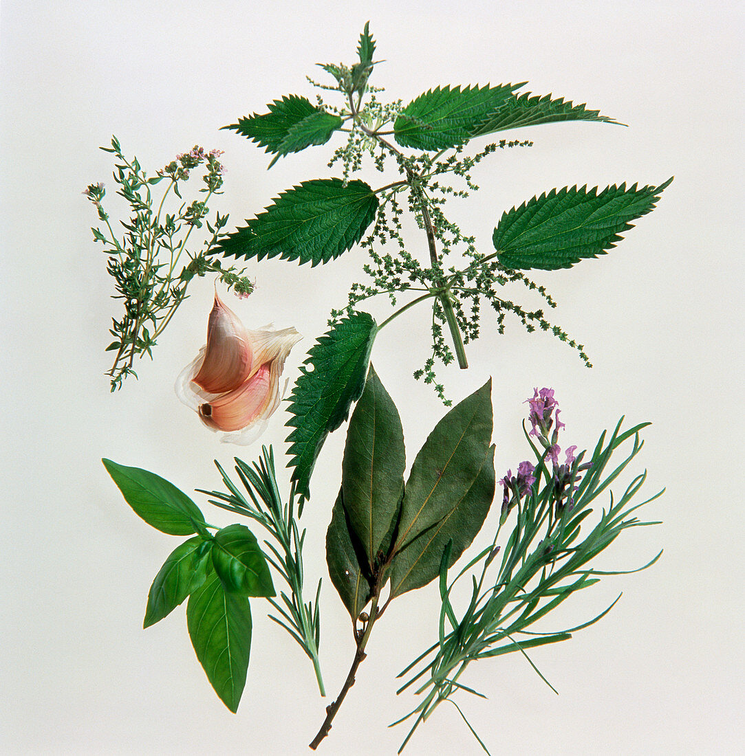 Still life of various medicinal plants
