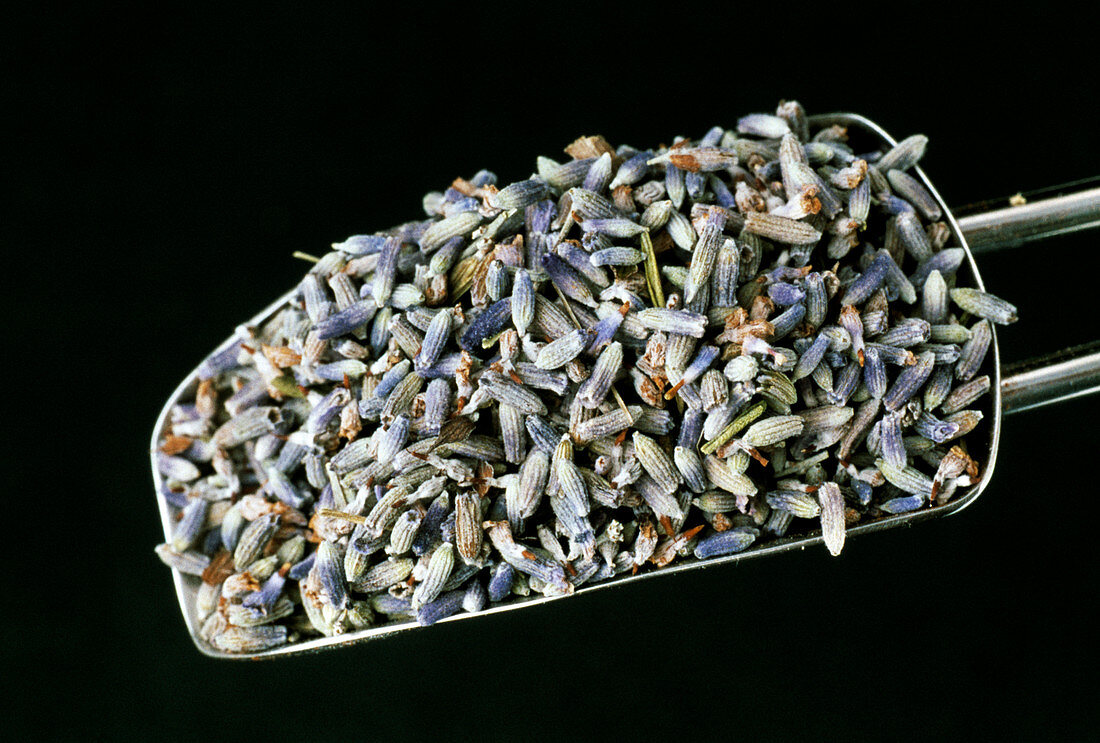 Dried lavender