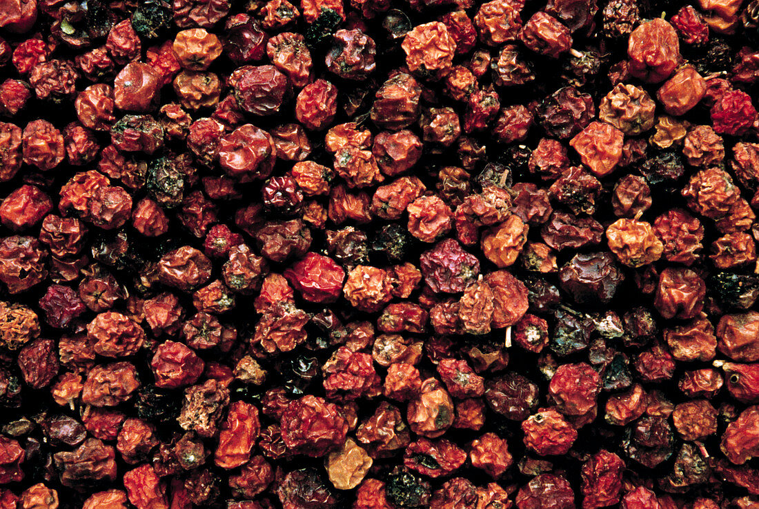 Dried rowan berries