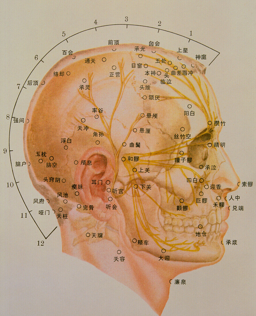 Chinese acupuncture chart