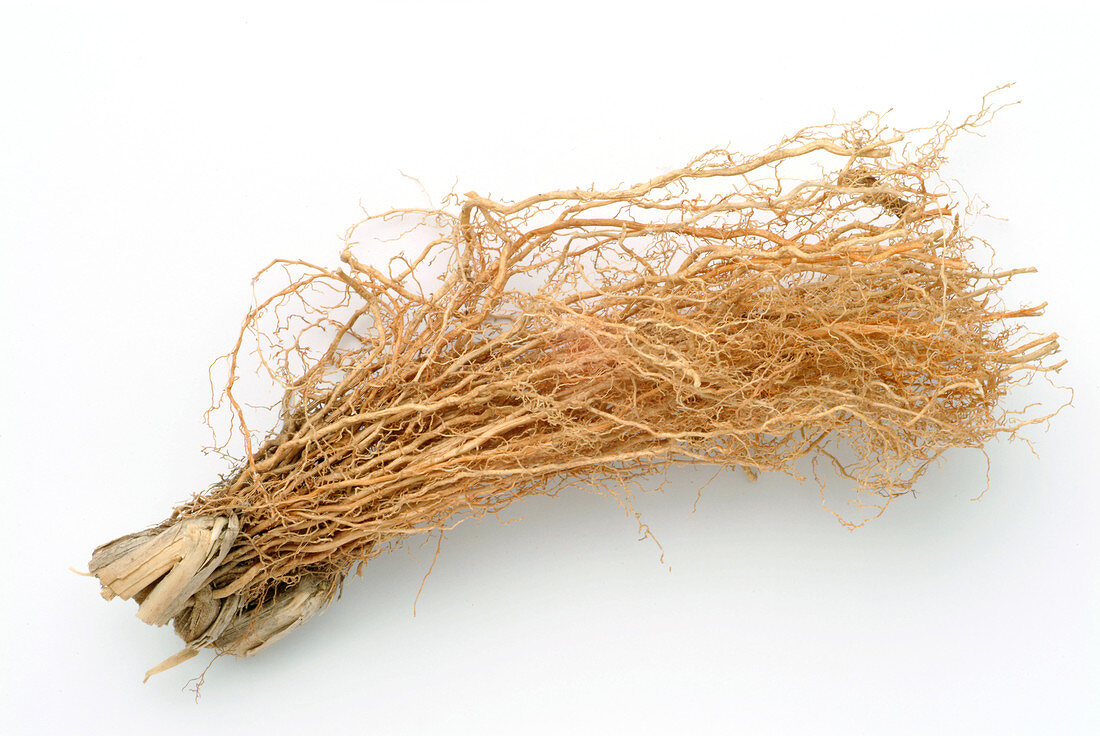 Vetiver roots