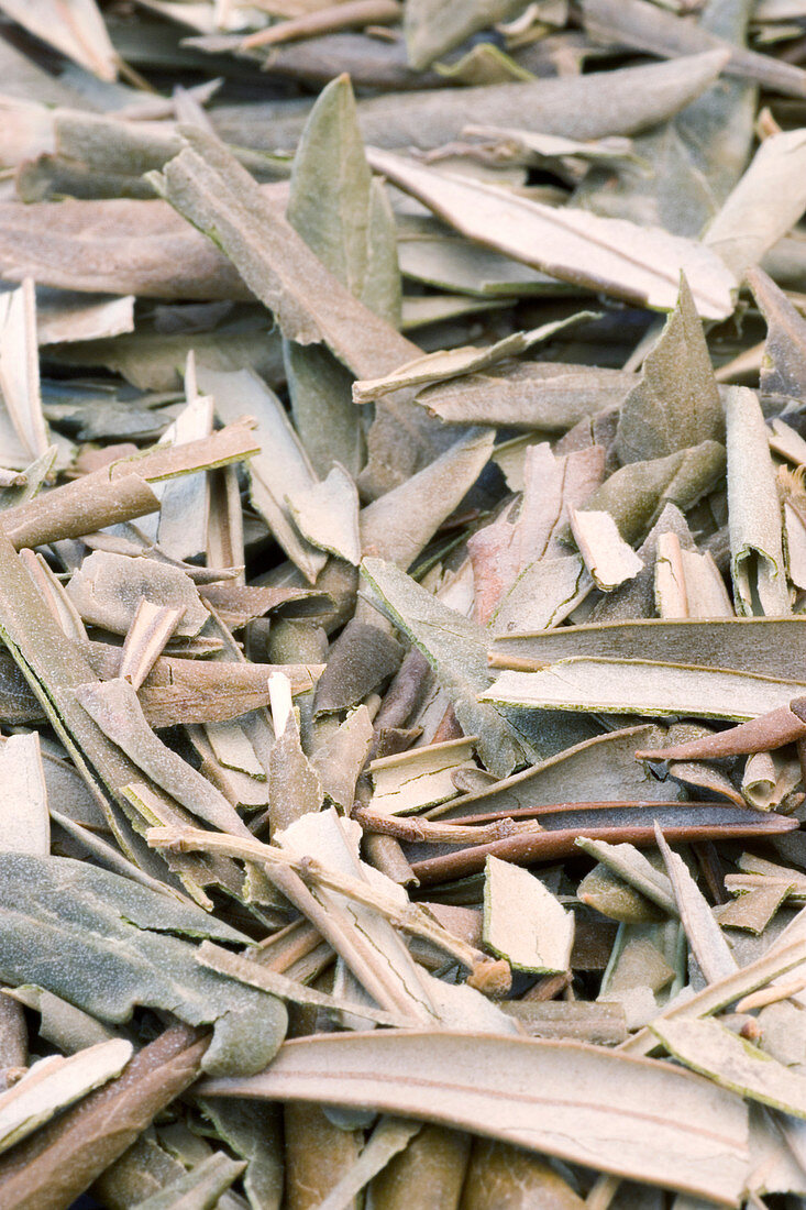Dried olive leaves