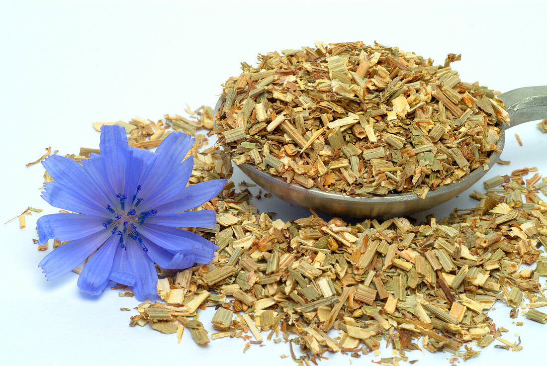 Dried chicory leaves and flower