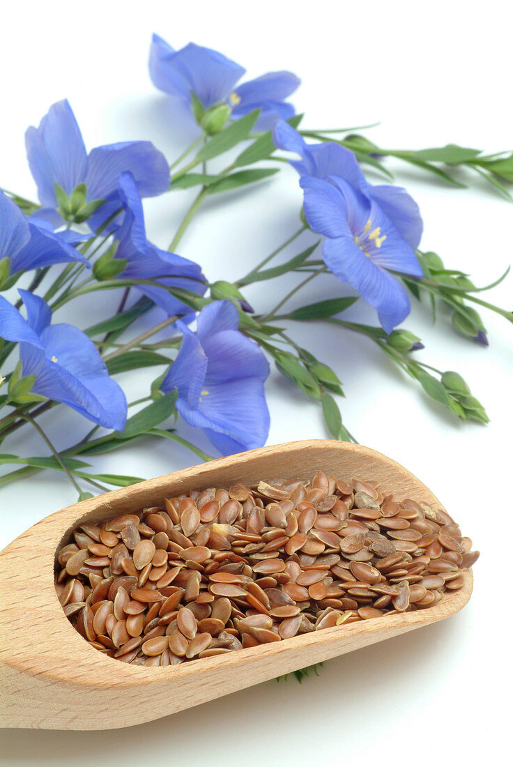Flax seeds and flowers