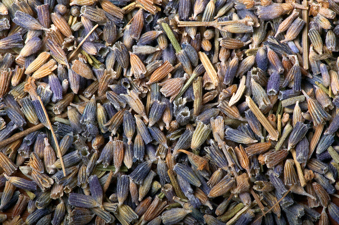 Dried lavender flowers