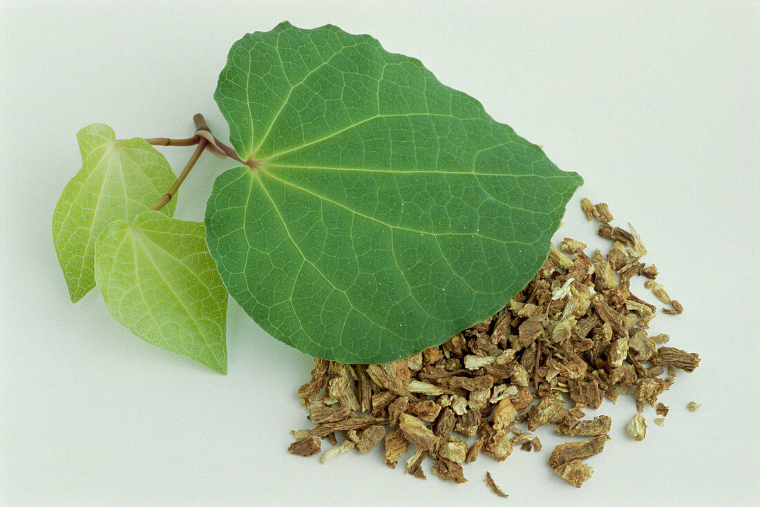Kava kava leaf and root