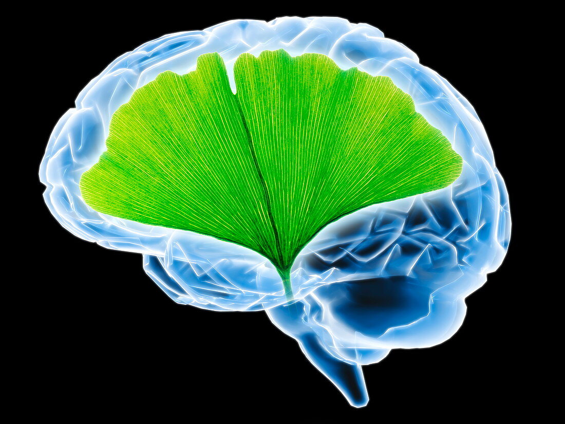 Ginkgo and human brain