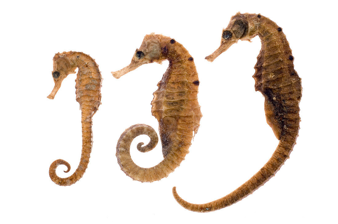 Dried seahorses