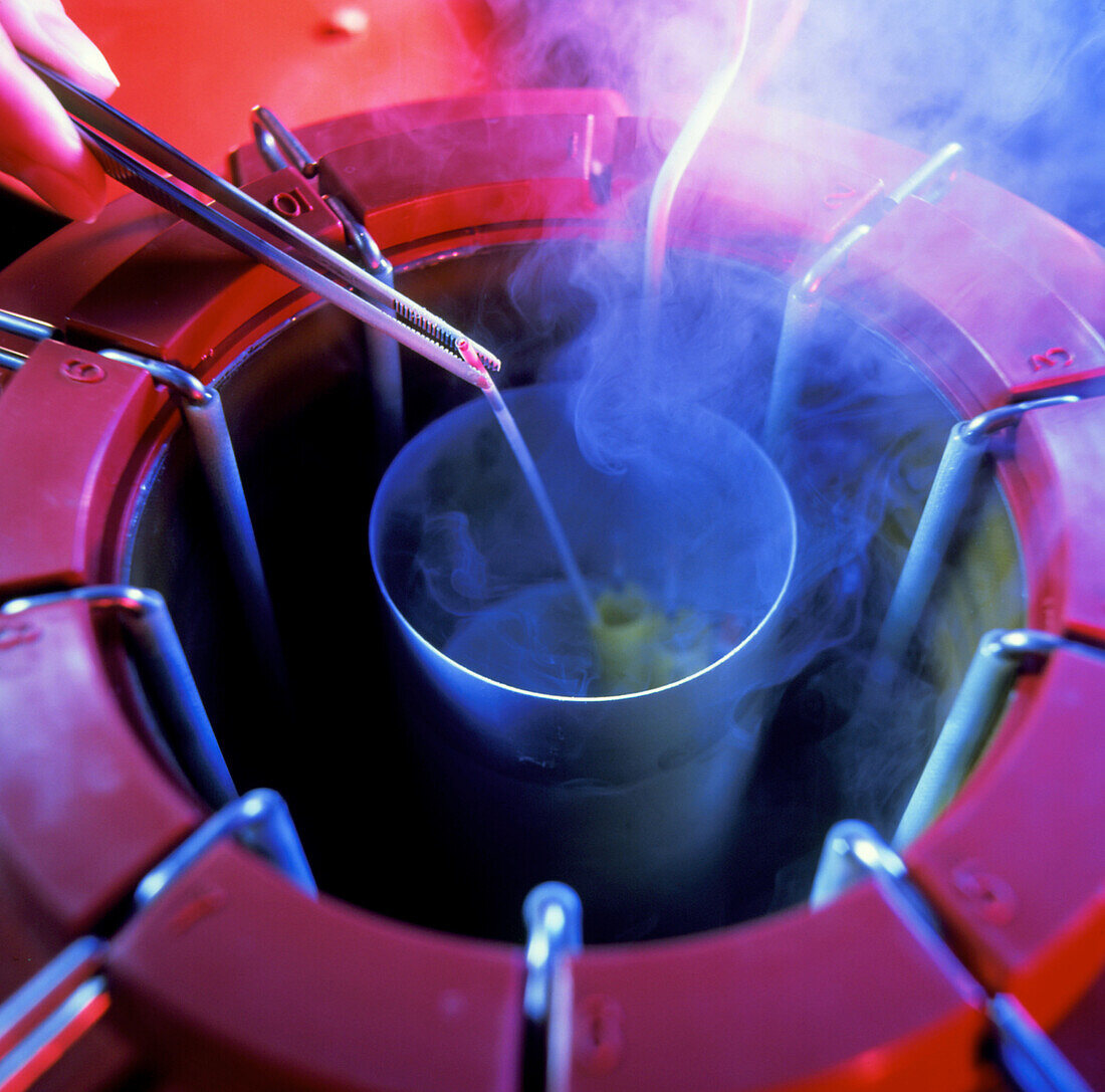 Cryogenically stored sperm being removed from tank