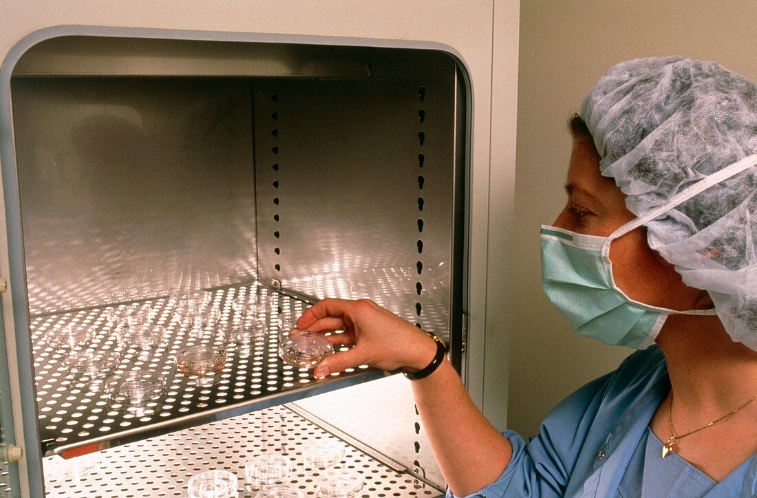 IVF: fertilised ova being placed in incubator