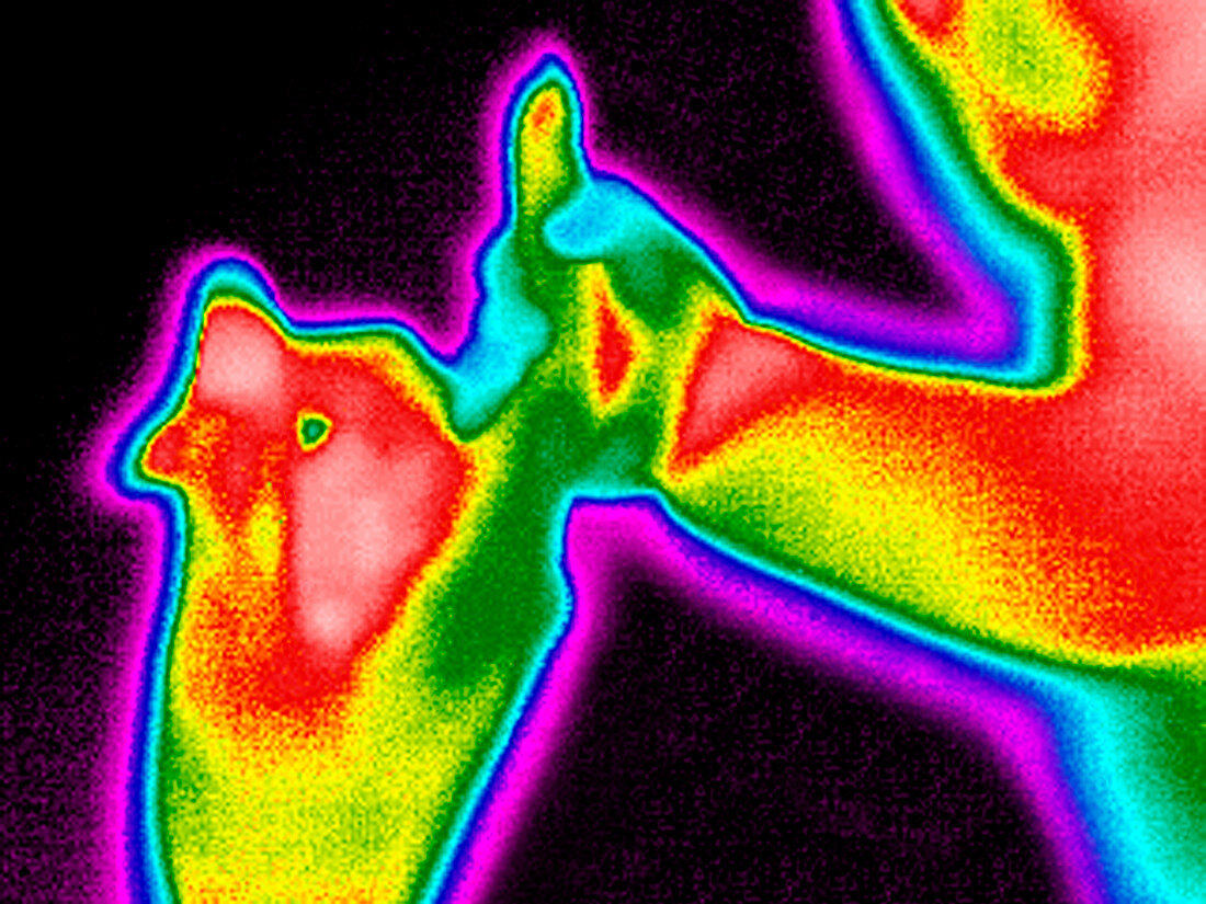 Baby holding parent's hand,thermogram