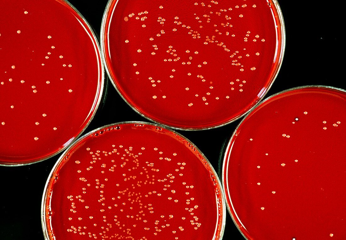 Bacterial cultures
