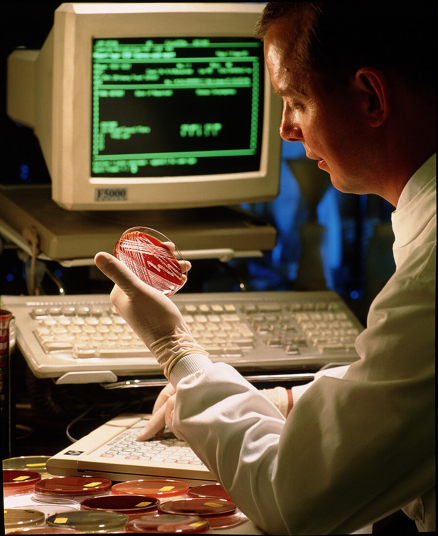 Researcher with bacterial cultures in a petri dish
