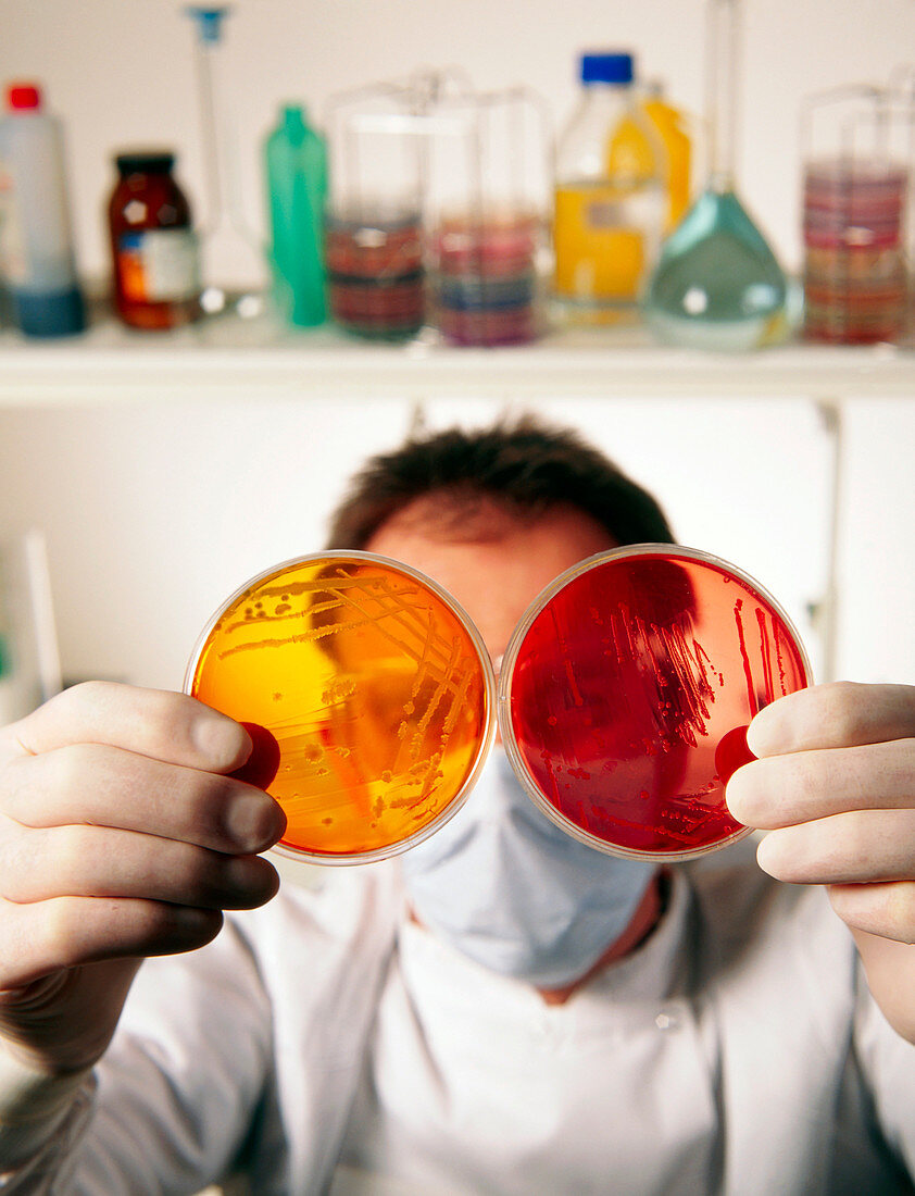 Technician with bacterial cultures in petri dishes