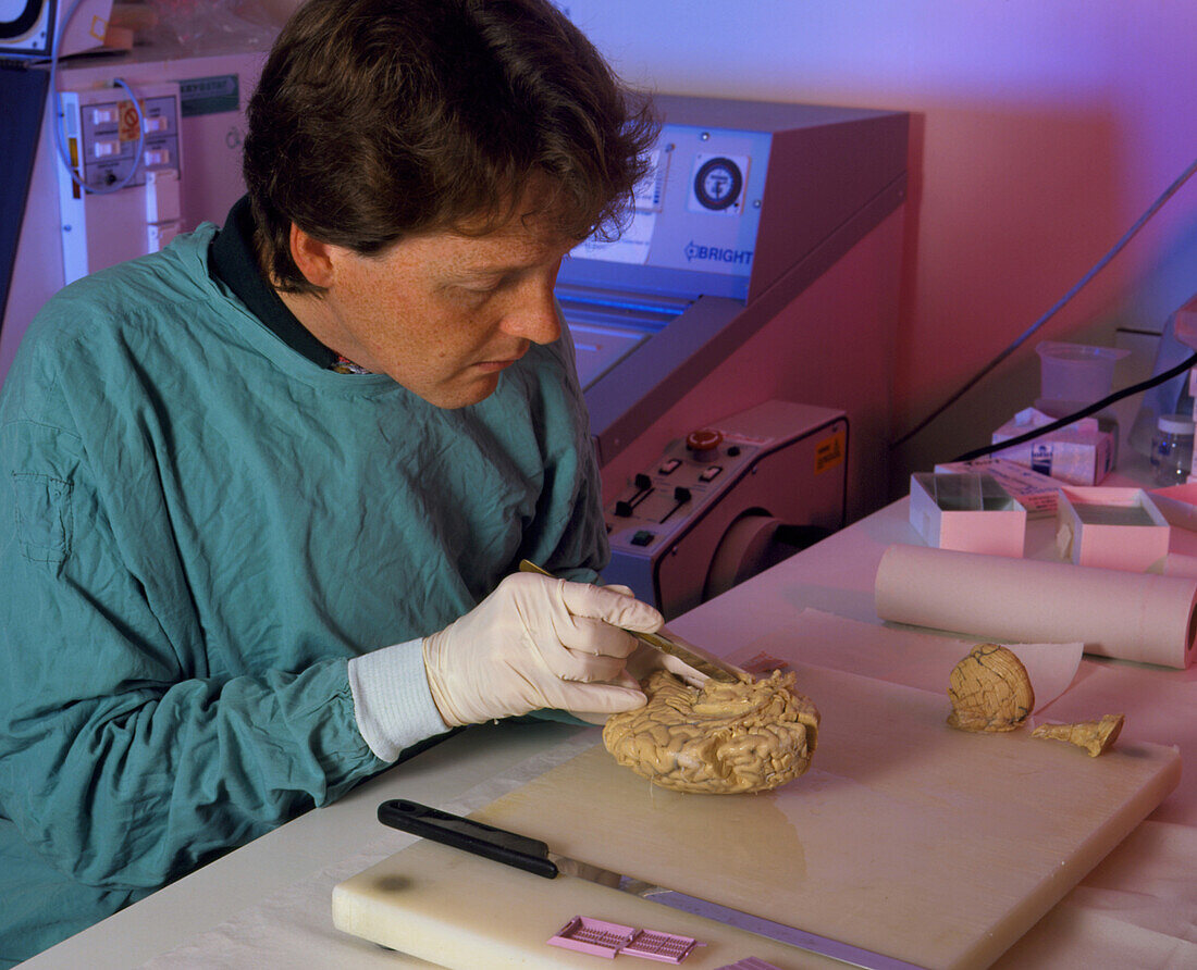 Neuropathologist dissecting a human brain
