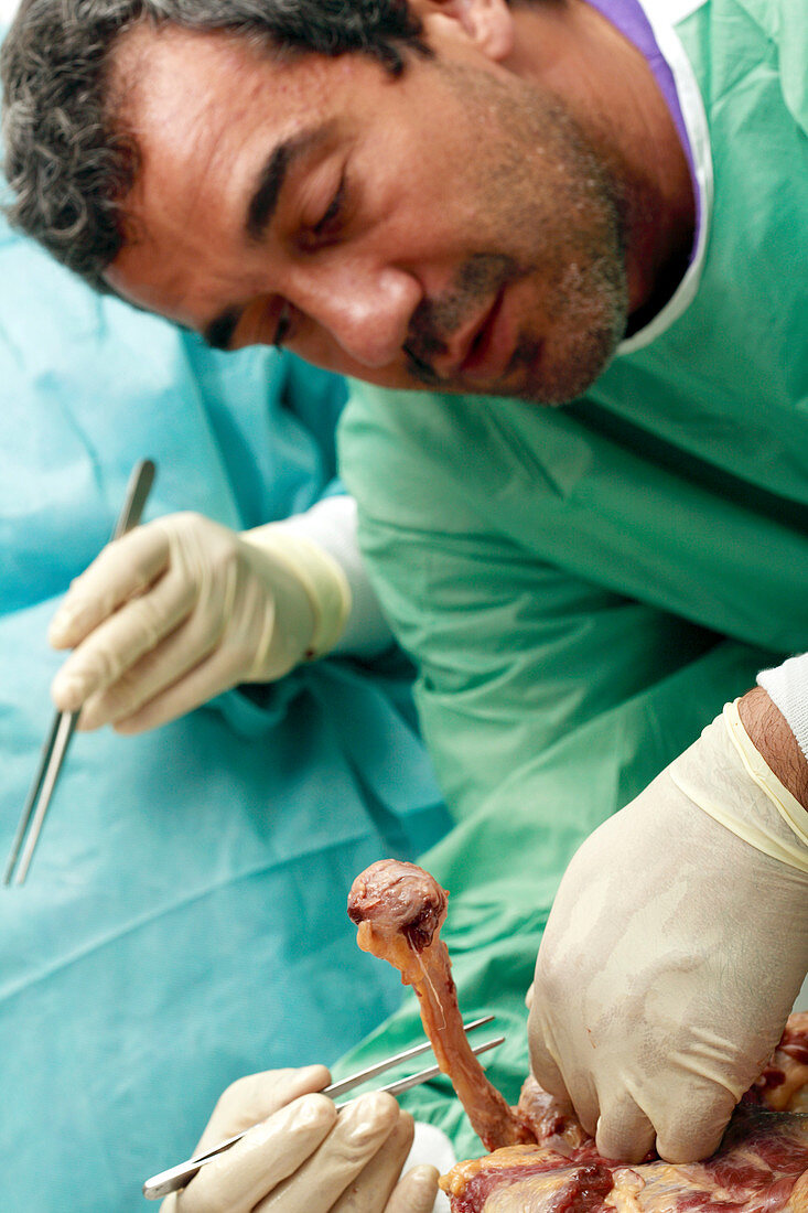 Autopsy examination of a shoulder