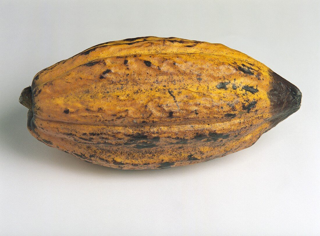 Eine reife Kakaofrucht vor grauem Hintergrund