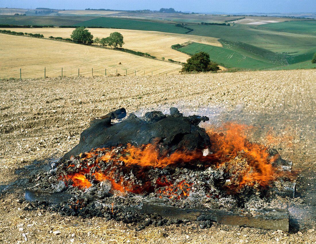 BSE-infected cow being burnt in a Dorset field