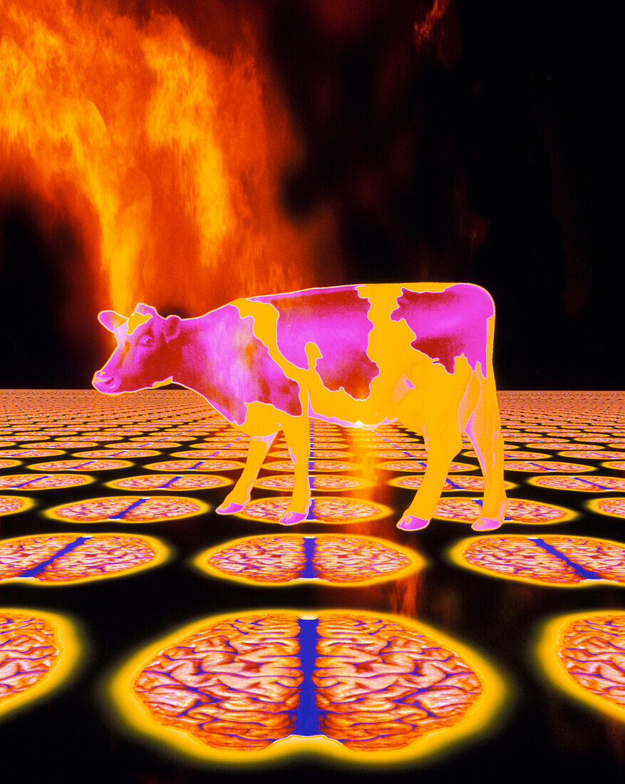 Computer art of mad cow (BSE),flames,human brain