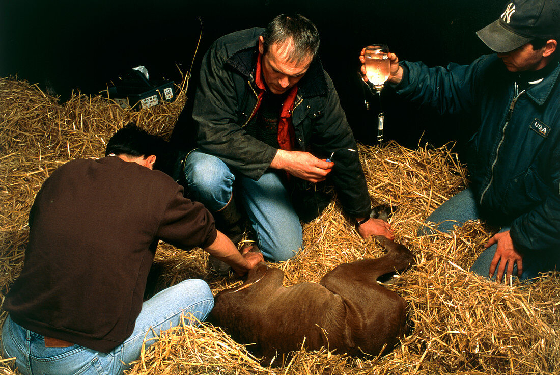 Veterinarian giving newborn foal a glucose drip