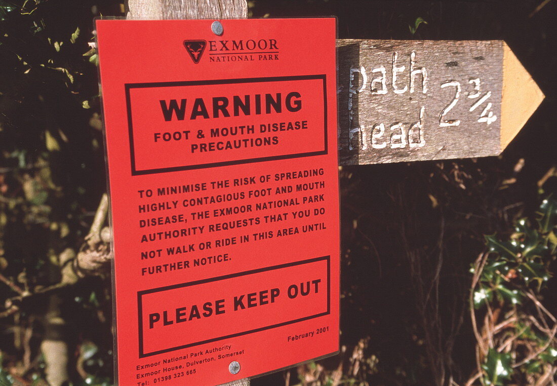 Foot and mouth disease
