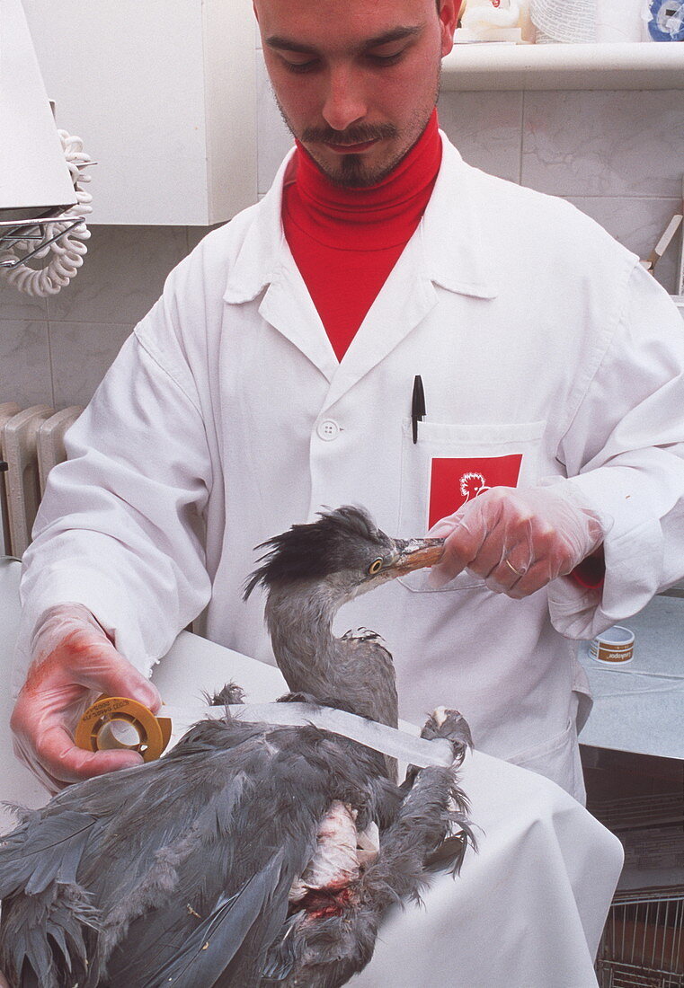 Vet with injured grey heron
