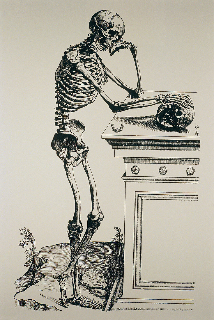 Engraving of the structure of the human body