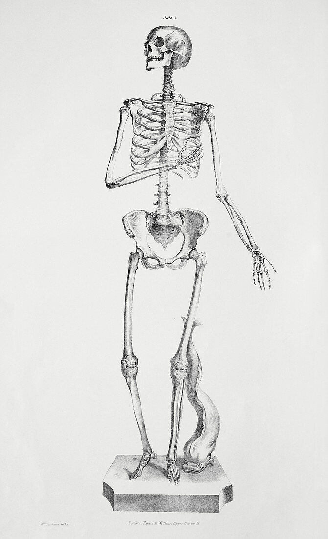 Female skeleton