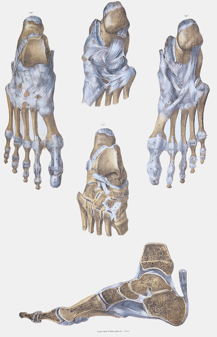 Foot bones and ligaments