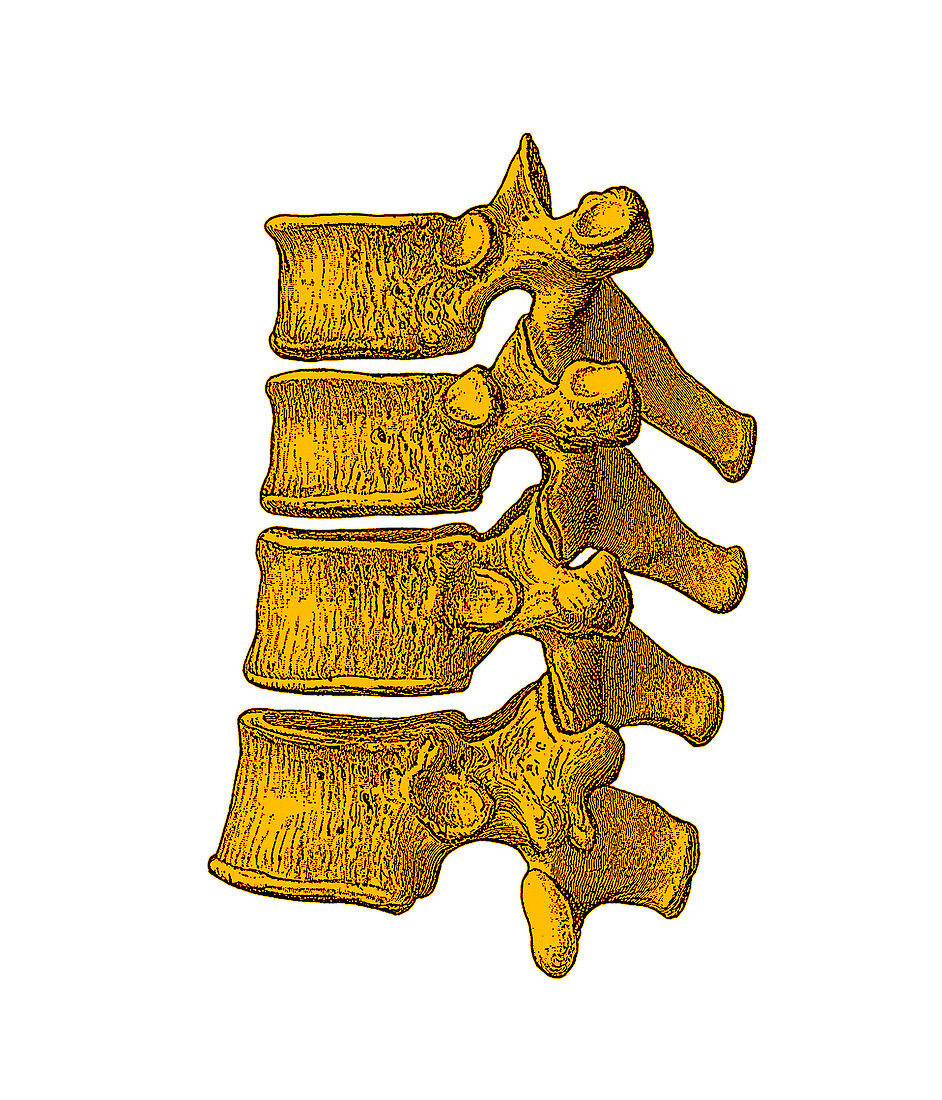 Spinal vertebrae