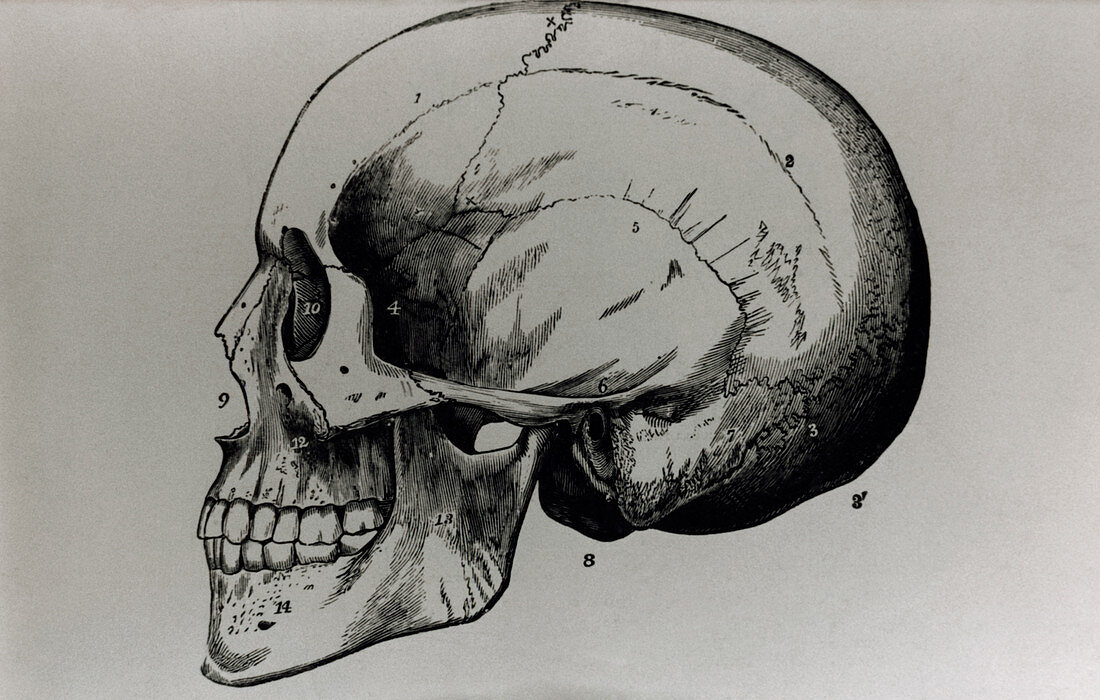 Artwork of a human skull seen from the side