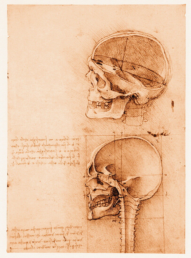 Skull anatomy