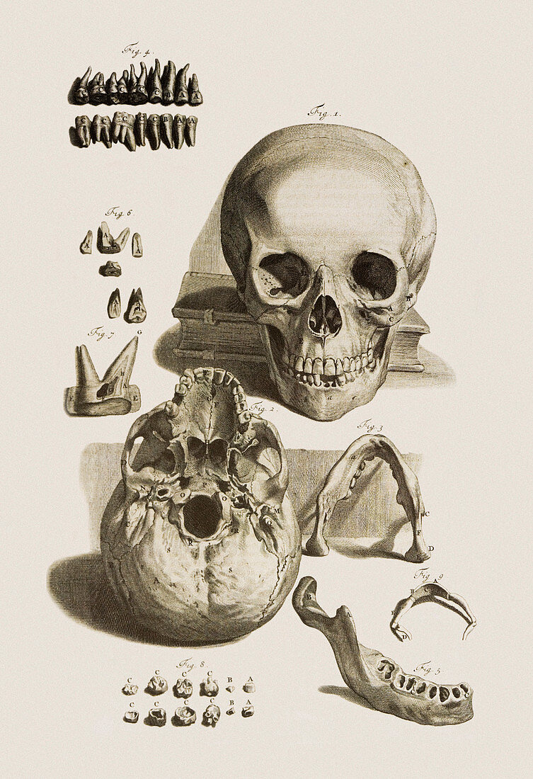 Skull,jaw bone and teeth