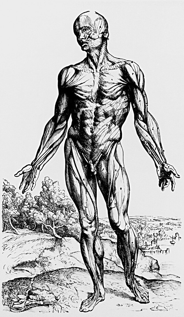 Engraving of muscles from De Humani Corporis Fabri