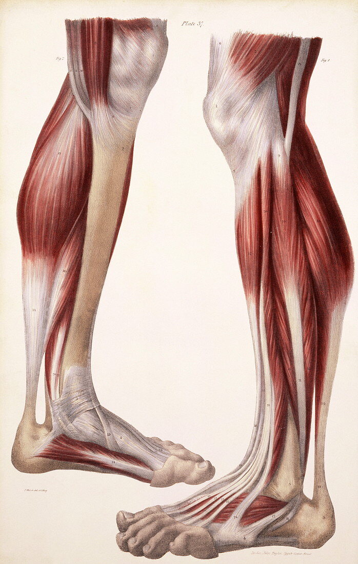Muscles of lower leg