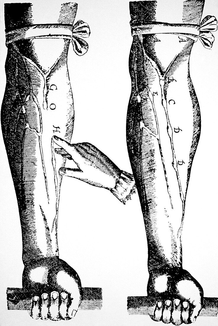 William Harvey woodcut showing venous valves