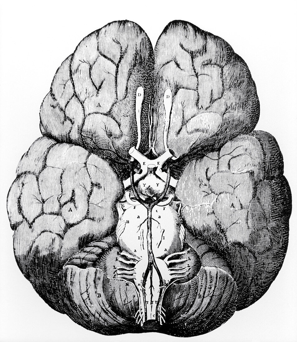 Illustration of Blood supply to the brain,C.Wren