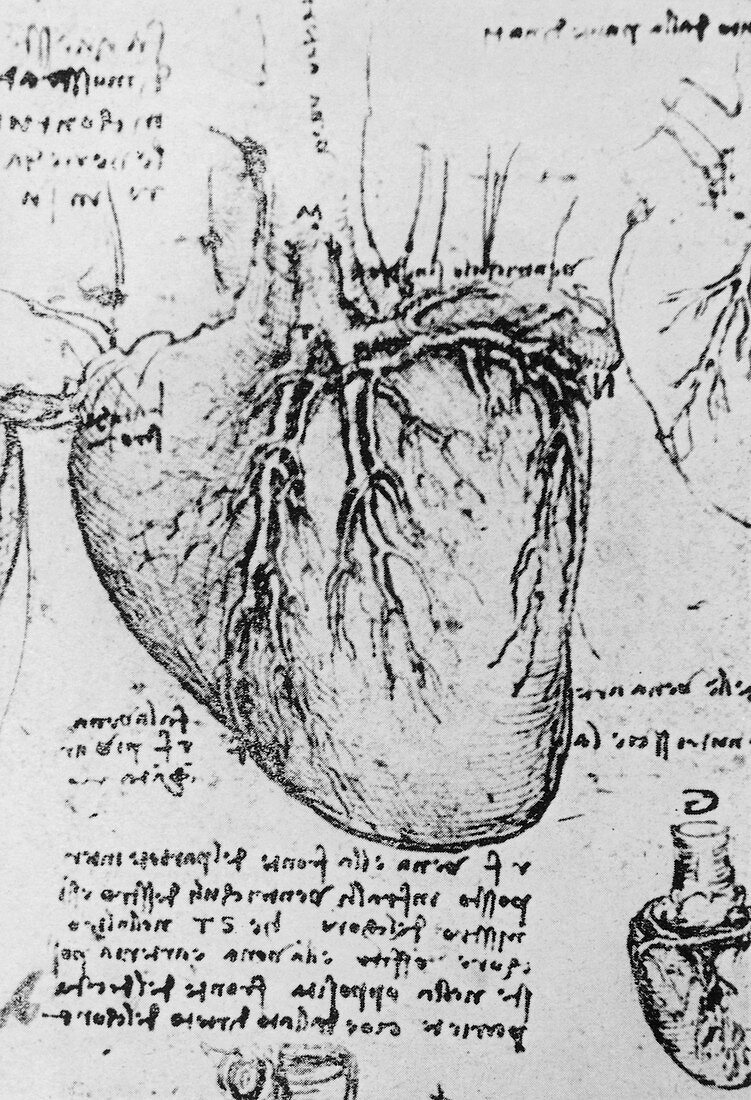 Diagram of heart and vessels by Leonardo Da Vinci