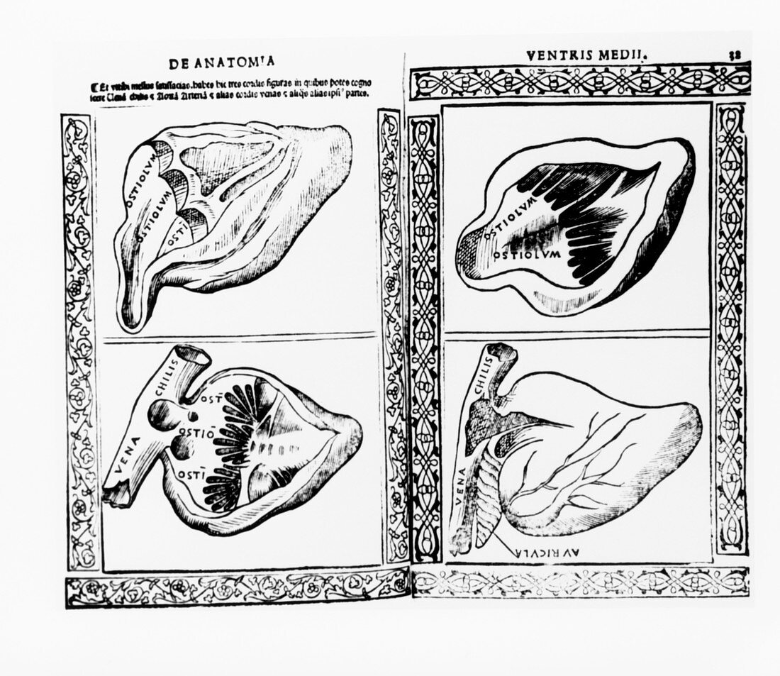 Four views of a dissected heart,16th century