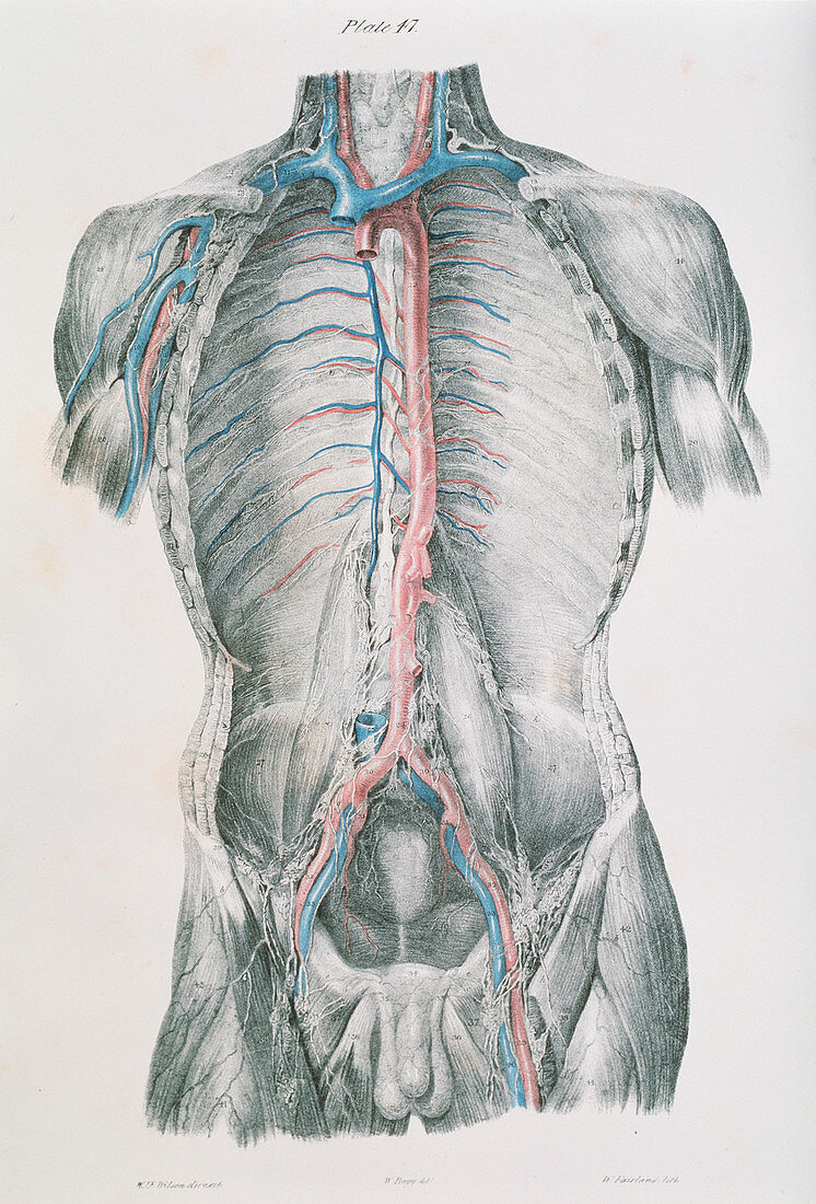Vascular system