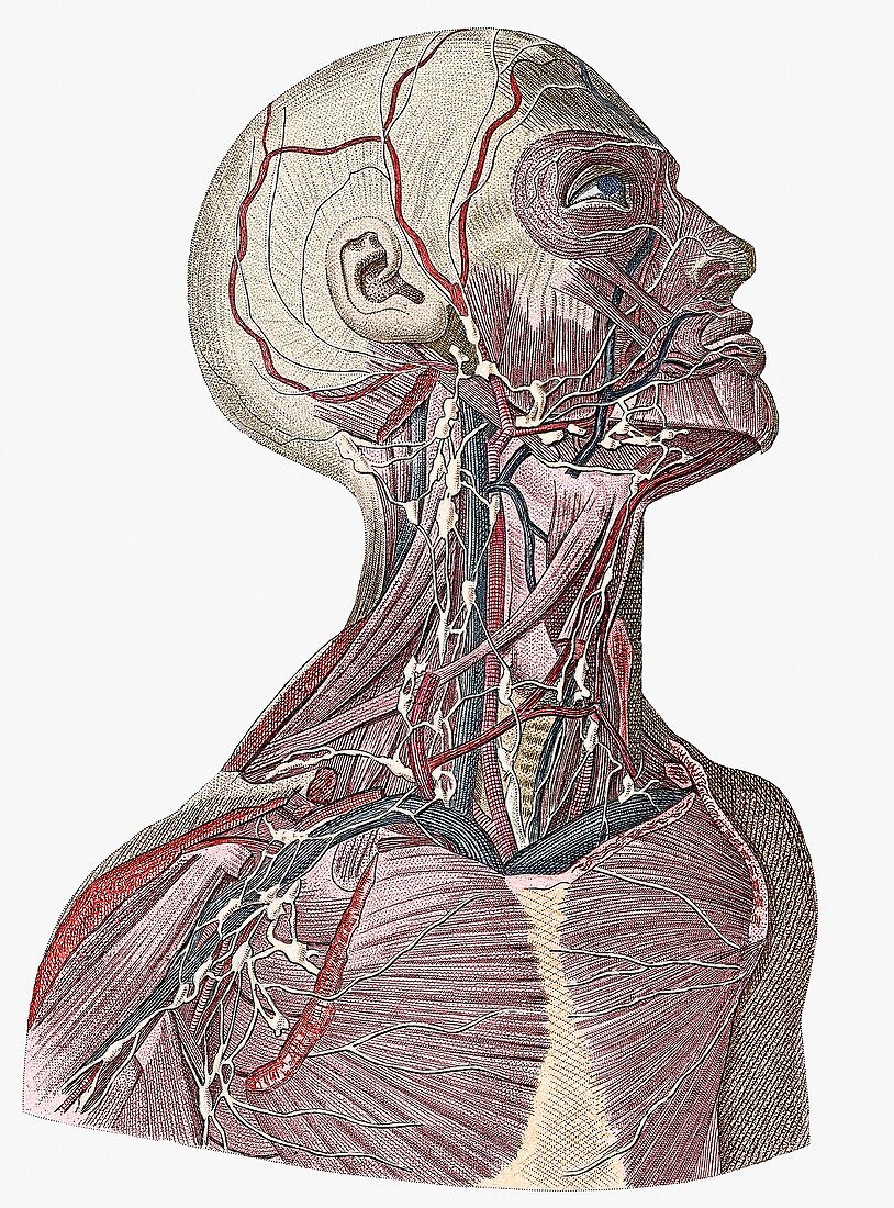Head and neck blood vessels