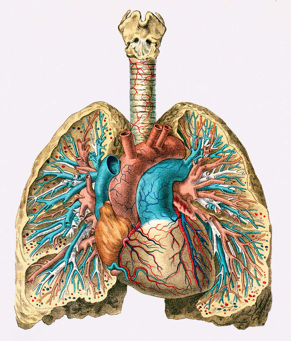 Human heart & lungs