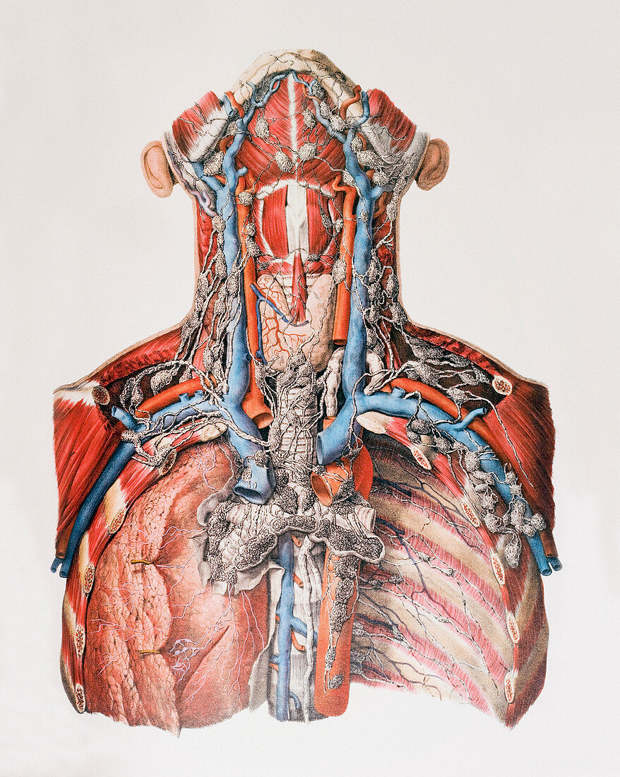 Lymph vessels of the neck