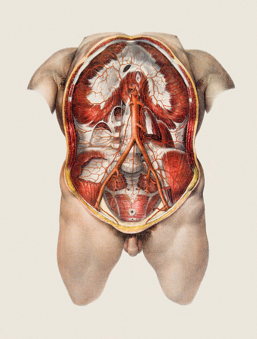 Abdominal aorta