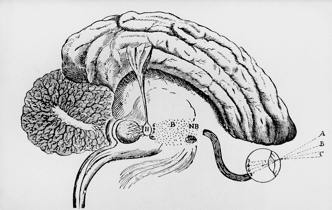 Illustration of pineal gland from Descartes' book